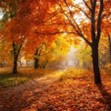 Autumn is a time of colour as the tree leaves begin to fall.