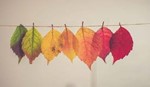 See how many different shades of leaves you can collect!